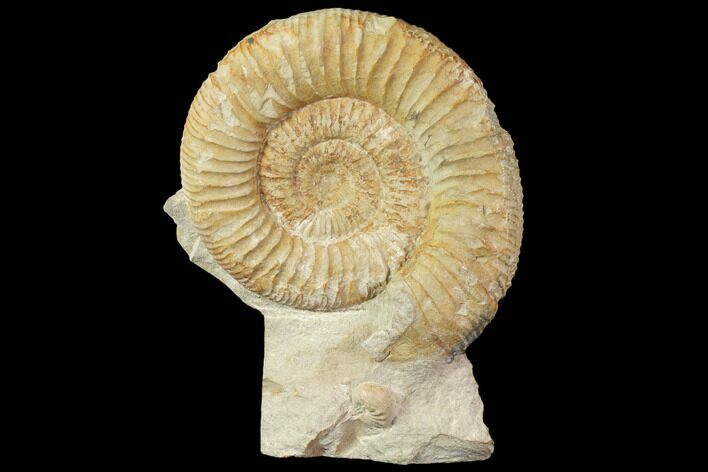 Fossil Ammonite (Orthosphinctes) - Germany #119366